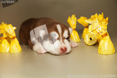 Image of newborn puppy