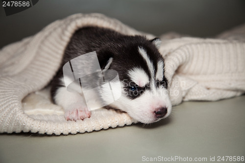 Image of newborn puppy