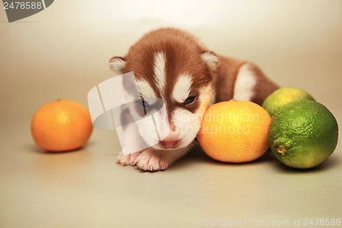 Image of newborn puppy