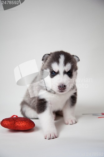 Image of newborn puppy