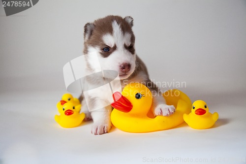 Image of newborn puppy