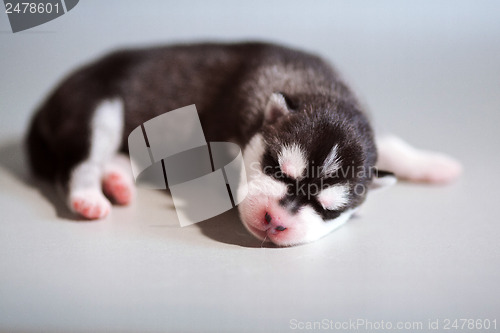 Image of newborn puppy