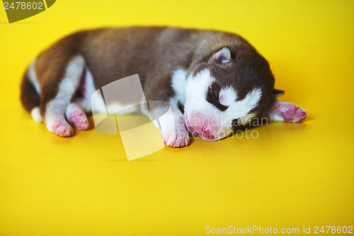 Image of newborn puppy