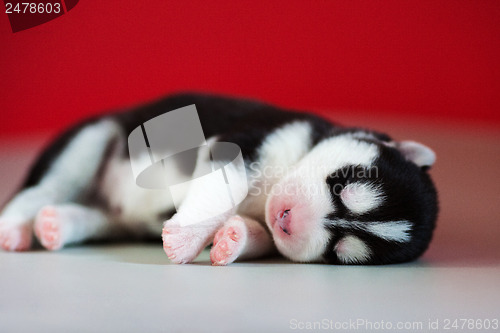 Image of newborn puppy