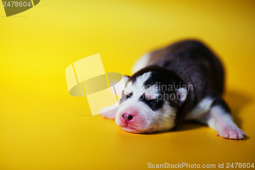 Image of newborn puppy