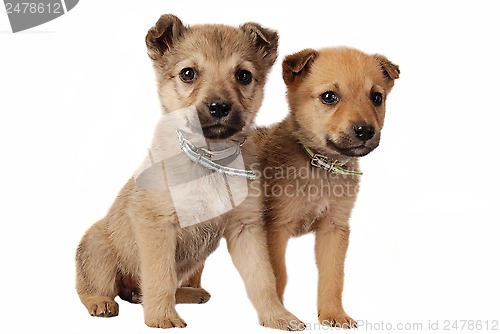 Image of Two cute mixed breed puppies on white