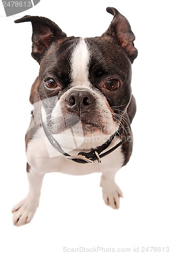 Image of Boston Terrier Dog Close-up