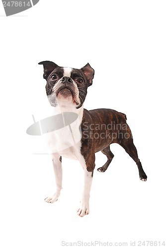 Image of Boston Terrier Dog Standing on White