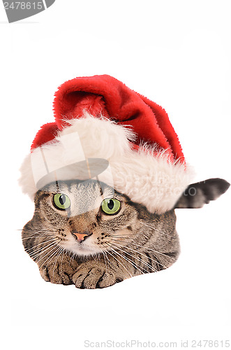 Image of Cute Tabby Cat In a Christmas Hat - holiday theme