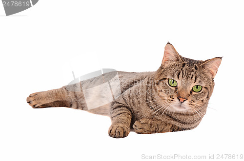 Image of Serious looking tabby cat on a white background