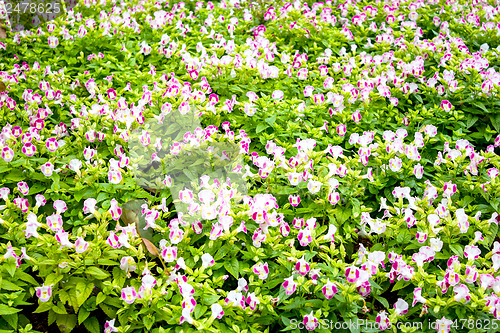 Image of Beautiful flower at Mae Fah Luang Garden,locate on Doi Tung,Thai