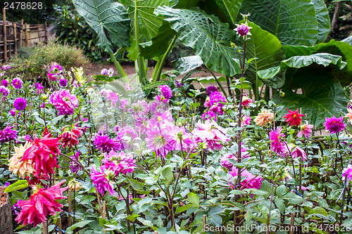 Image of Garden dahlias at Mae Fah Luang Garden,locate on Doi Tung,Thailand