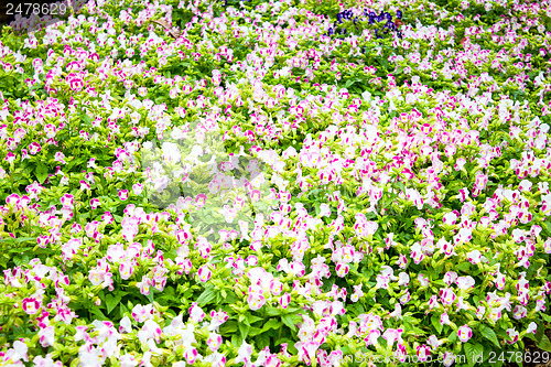 Image of Beautiful flower at Mae Fah Luang Garden,locate on Doi Tung,Thai
