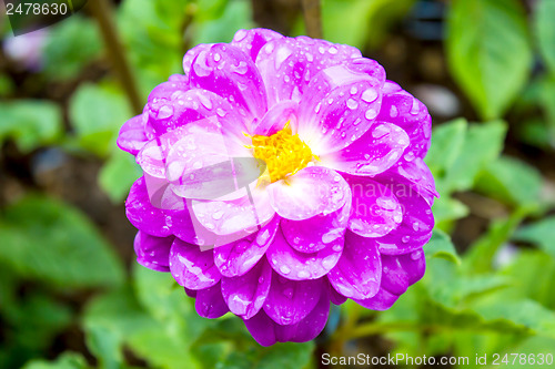 Image of Garden dahlias at Mae Fah Luang Garden,locate on Doi Tung,Thailand