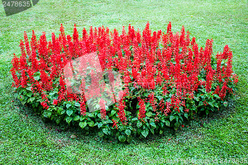 Image of Flower at Mae Fah Luang Garden,locate on Doi Tung,Thailand