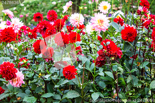 Image of Garden dahlias at Mae Fah Luang Garden,locate on Doi Tung,Thaila
