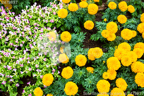 Image of Marigold flower at Mae Fah Luang Garden,locate on Doi Tung,Thail