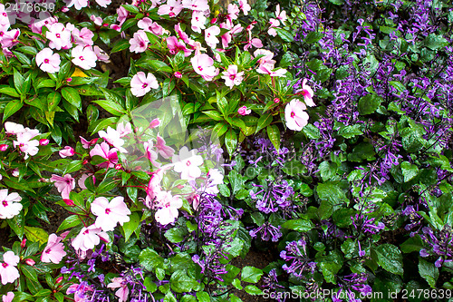 Image of Beautiful flower at Mae Fah Luang Garden,locate on Doi Tung,Thai