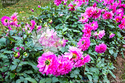 Image of Garden dahlias at Mae Fah Luang Garden,locate on Doi Tung,Thaila