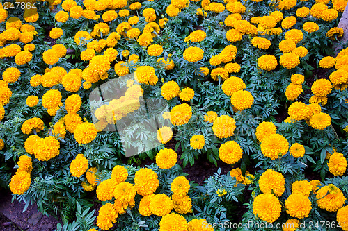 Image of Marigold flower at Mae Fah Luang Garden,locate on Doi Tung,Thail