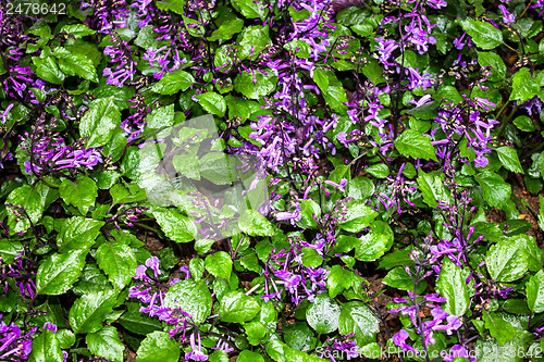 Image of Beautiful flower at Mae Fah Luang Garden,locate on Doi Tung,Thai