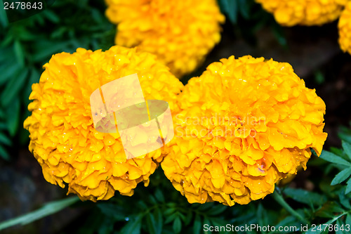 Image of Marigold flower at Mae Fah Luang Garden,locate on Doi Tung,Thail