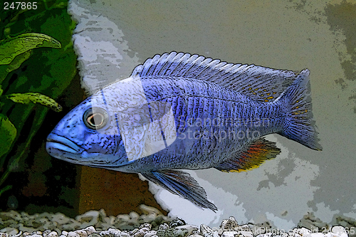 Image of Blue fish