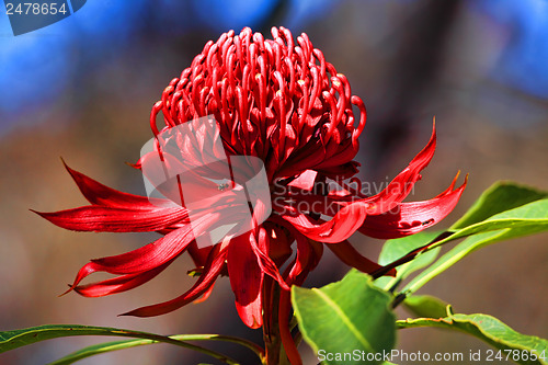 Image of Australian Waratah