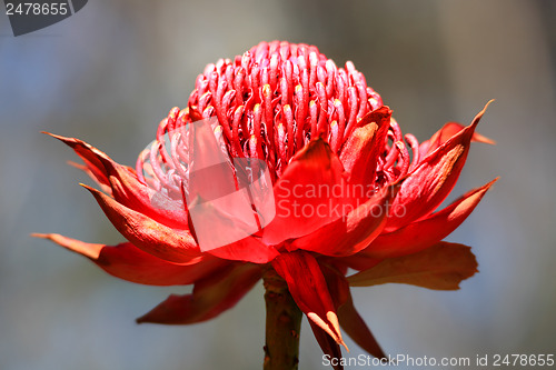 Image of Telopea Waratah