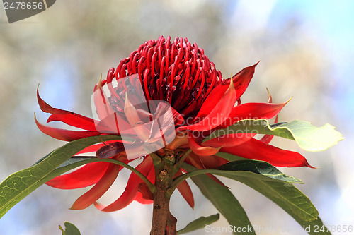 Image of NSW Waratah flower