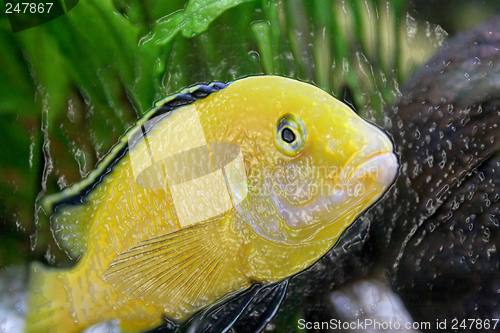 Image of Plastic yellow fish