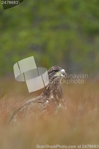 Image of White-tailed eagle at fall