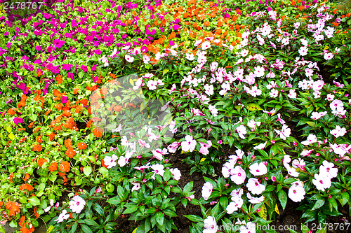 Image of Beautiful flower at Mae Fah Luang Garden,locate on Doi Tung,Thai