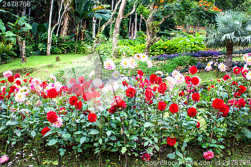 Image of Garden dahlias at Mae Fah Luang Garden,locate on Doi Tung,Thaila