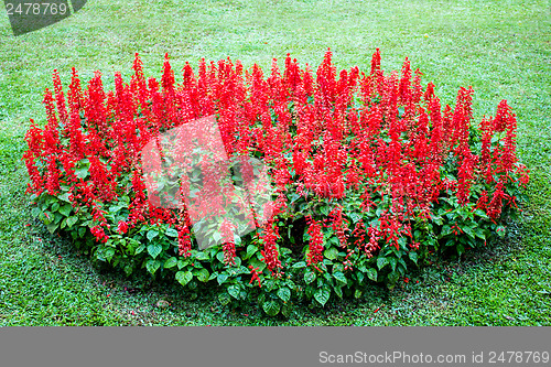 Image of Flower at Mae Fah Luang Garden,locate on Doi Tung,Thailand