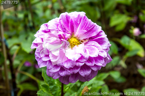 Image of Garden dahlias at Mae Fah Luang Garden,locate on Doi Tung,Thaila