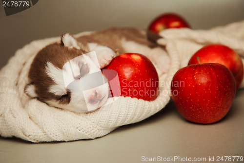 Image of newborn puppy