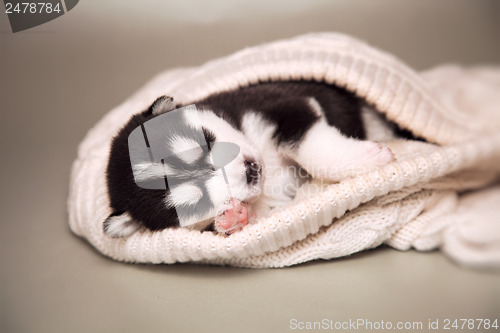 Image of newborn puppy