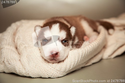 Image of newborn puppy