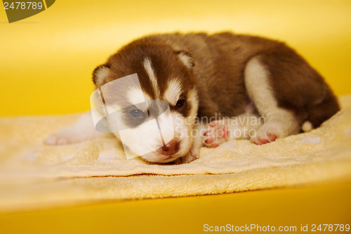 Image of newborn puppy