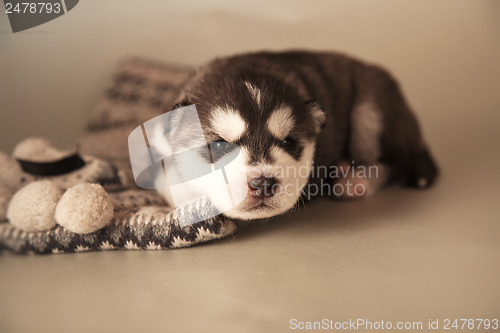 Image of newborn puppy