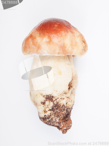 Image of Porcini Mushroom