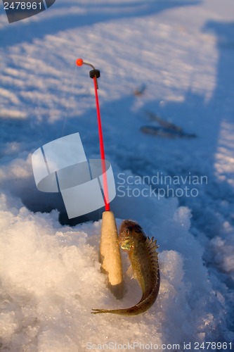 Image of ruff on ice  fishing