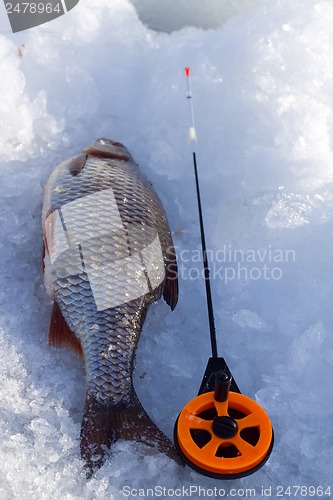 Image of roach and ice  fishing