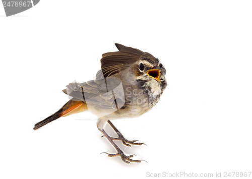 Image of blue-throated robin bird isolated