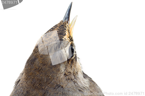 Image of blue-throated robin bird isolated