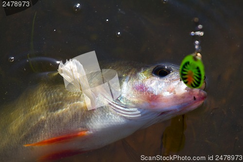 Image of Perch caught on spinning