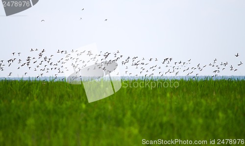 Image of Duck flight over the lake