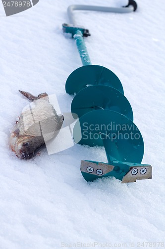 Image of roach and ice  fishing