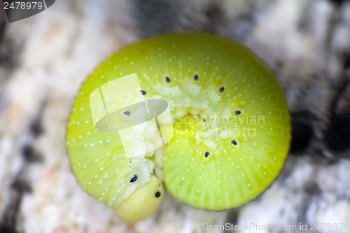 Image of Green caterpillar on birch bark